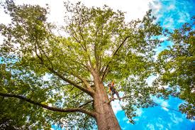 Tree Care Services